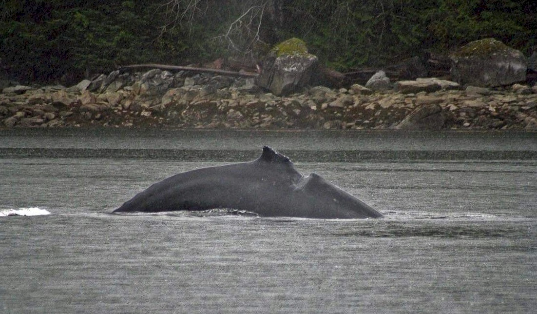 whale strike prevention